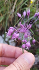 Allium carinatum pulchellum