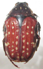 Elaphinis latecostata