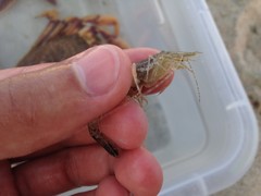 Crangon septemspinosa