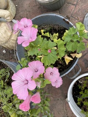 Malva trimestris