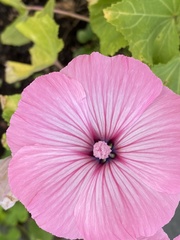 Malva trimestris