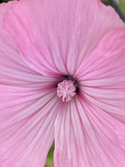 Malva trimestris