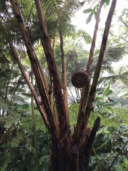 Cibotium glaucum