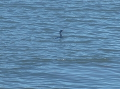 Nannopterum brasilianum