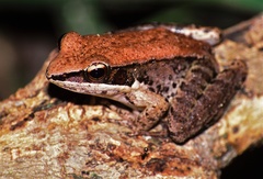 Sylvirana mortenseni