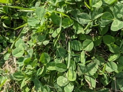 Trifolium repens