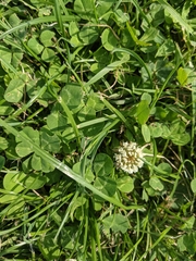 Trifolium repens