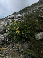 Solidago leiocarpa
