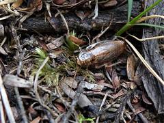 Parellipsidion latipenne