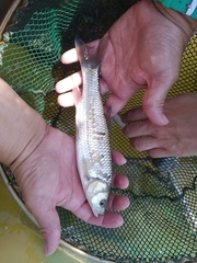 Squalius vardarensis