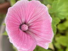 Malva trimestris