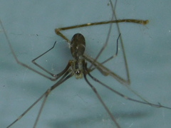 Pholcus opilionoides
