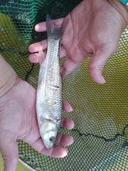 Squalius vardarensis