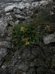 Solidago leiocarpa