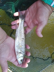 Squalius vardarensis