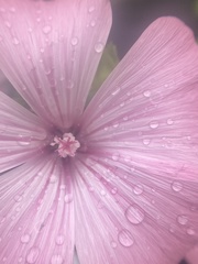 Malva trimestris