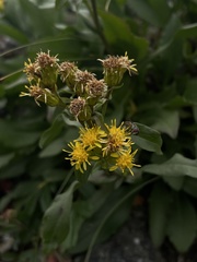 Solidago leiocarpa