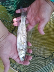 Squalius vardarensis