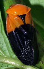 Leptataspis nigriscutellata