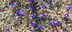 Aptosimum eriocephalum