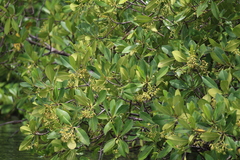 Rhizophora × harrisonii