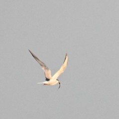 Sterna hirundo