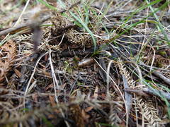 Parellipsidion latipenne