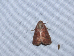 Perigea lineata