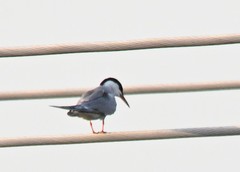 Sterna hirundo