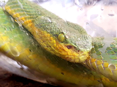 Craspedocephalus gramineus