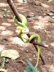 Craspedocephalus gramineus