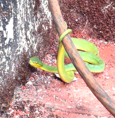 Craspedocephalus gramineus