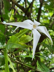 Rosenbergiodendron