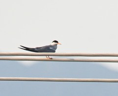 Sterna hirundo