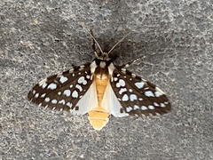 Lophocampa ingens