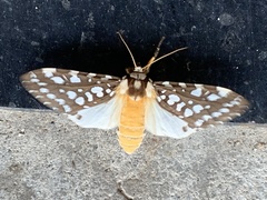 Lophocampa ingens