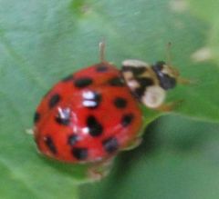 Harmonia axyridis