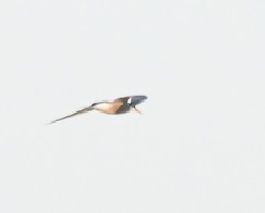 Sterna hirundo