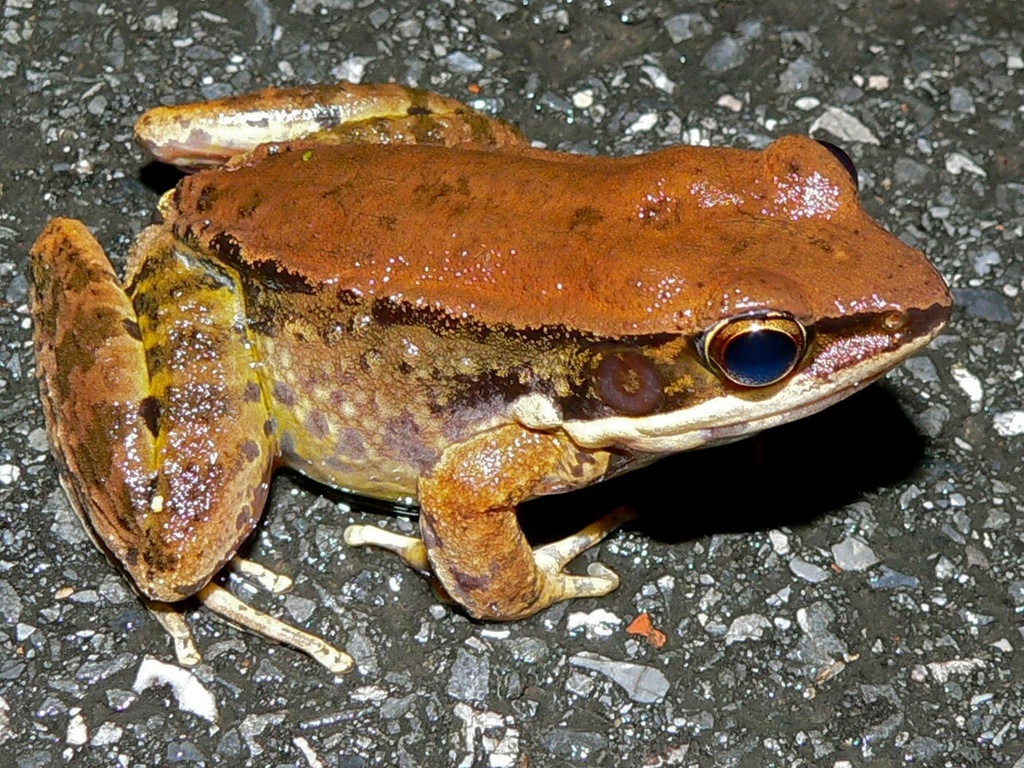 Koh Chang Island Frog (Hylarana mortenseni)