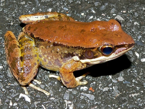 Koh Chang Island Frog, Hylarana mortenseni