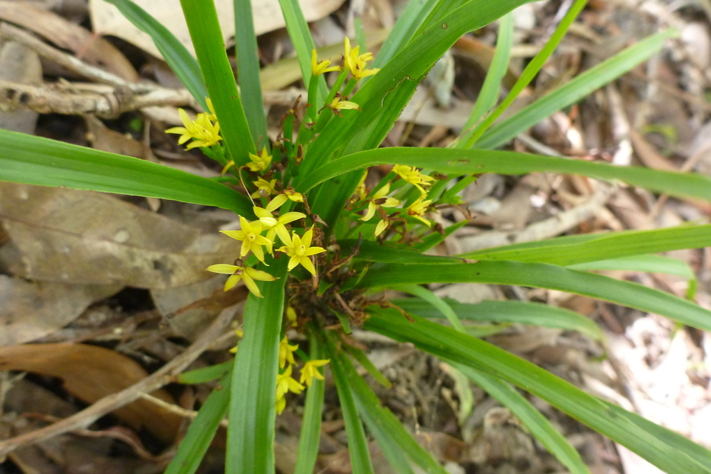 Apostasia nipponica