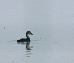 Fulica atra