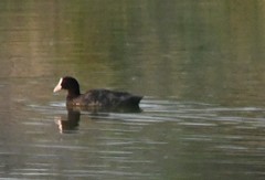 Fulica atra