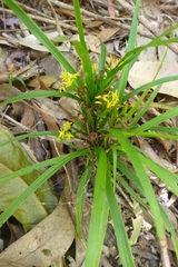 Apostasia wallichii