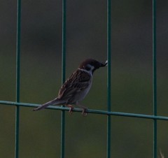 Passer montanus