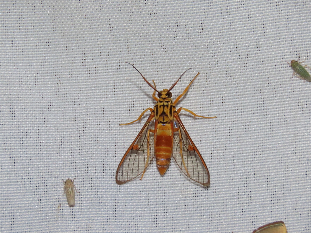 Pseudosphex aequalis