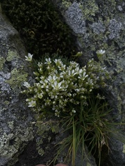 Mononeuria groenlandica