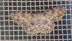 Scopula fibulata