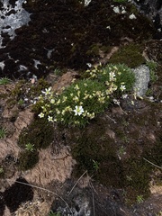 Mononeuria groenlandica