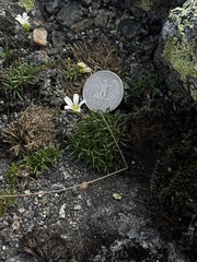 Mononeuria groenlandica